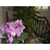 Showroom perdele / tapet 23