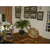 Showroom perdele / tapet 40